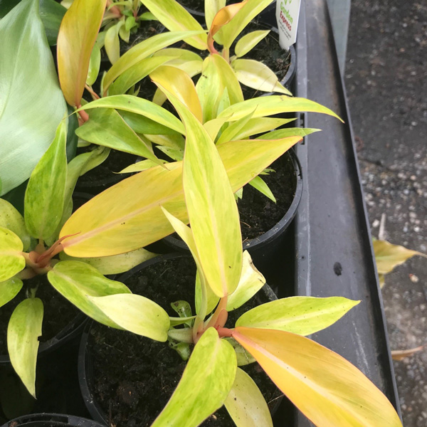 Philodendron Orange Marmalade Philodendron Orange Marmalade