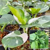 Philodendron White Wizard P10phiwwi - Garden Express Australia