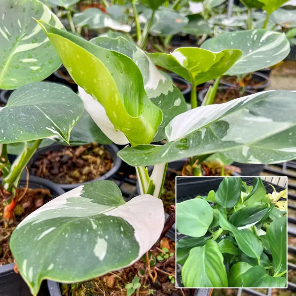 Philodendron White Wizard Philodendron White Wizard