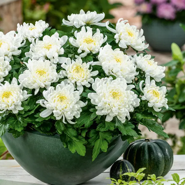 Pot Chrysanthemum – Cosmo White Pot Chrysanthemum – Cosmo White