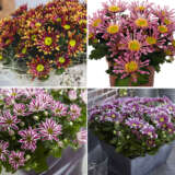 Pot Mum Chrysanthemum Curiosity Collection 042025 Colchrscc - Garden Express Australia