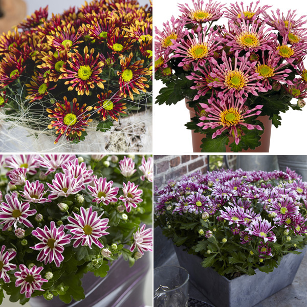 Pot Mum Chrysanthemum Curiosity Collection Pot Mum Chrysanthemum Curiosity Collection
