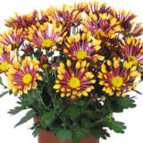 Pot Mum Chrysanthemum Ultimum Collection Pot Mum Chrysanthemum Ultimum Collection
