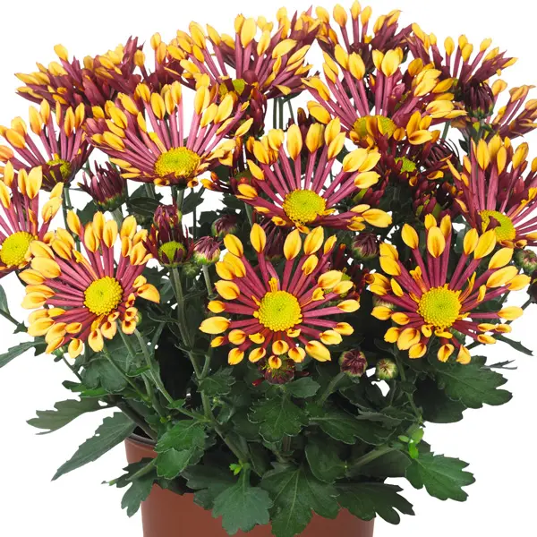 Pot Mum Chrysanthemum Ultimum Collection Pot Mum Chrysanthemum Ultimum Collection