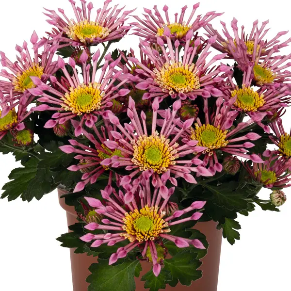 Pot Chrysanthemum – Splash Intense Pot Chrysanthemum – Splash Intense