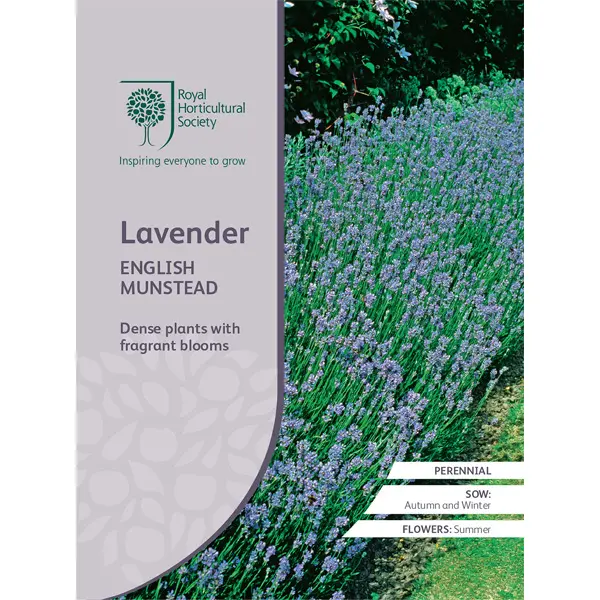 Seed – Rhs Lavender English Munstead Seed – Rhs Lavender English Munstead