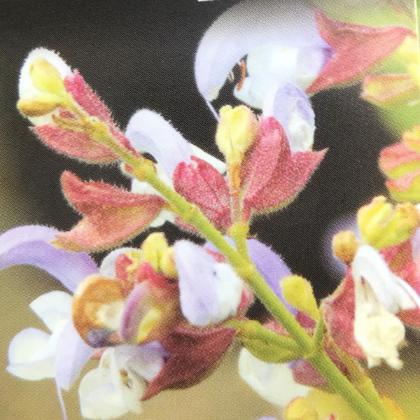 Salvia Blue Haze