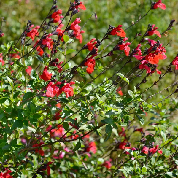 Salvia Huntington Red Salvia Huntington Red