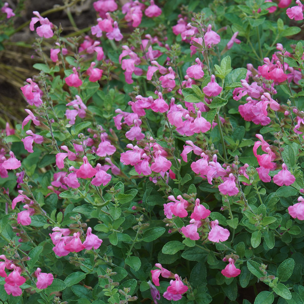 Salvia Musk Pink Salvia Musk Pink