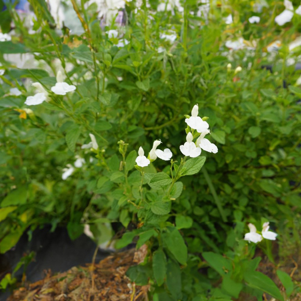 Salvia Navaho White Salvia Navaho White