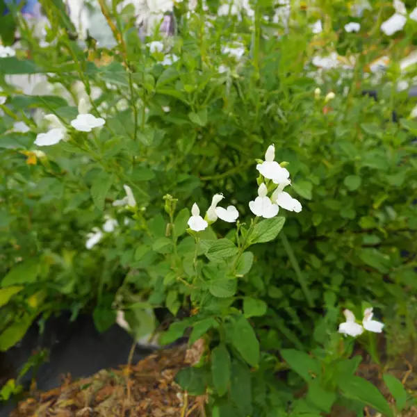 Salvia Navaho White Salvia Navaho White