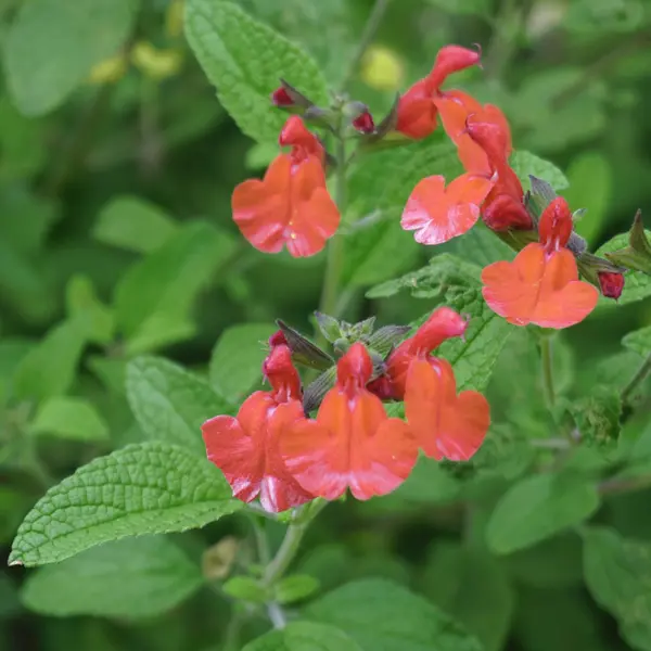 Salvia Tangerine Salvia Tangerine