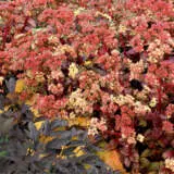 Sedum Peach Pearls P68sedppe - Garden Express Australia