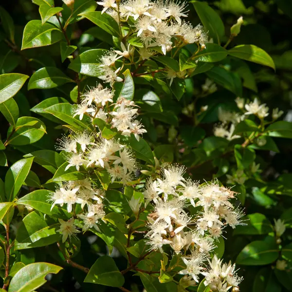 Backhousia Mini Cini Backhousia Mini Cini