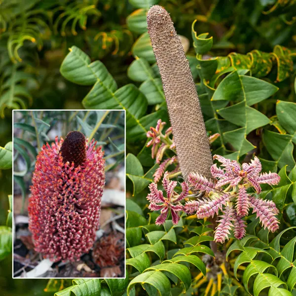 Banksia Blechnifolia Banksia Blechnifolia