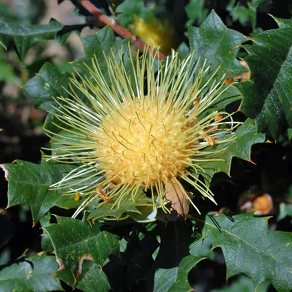 Banksia (dryandra) Undata Banksia (dryandra) Undata