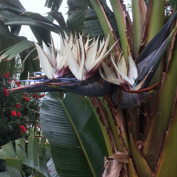 Bird Of Paradise White 140mm Pot Bird Of Paradise White 140mm Pot