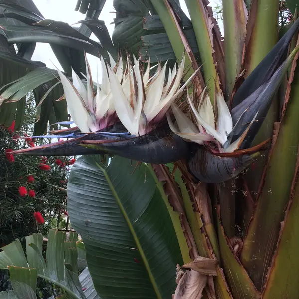 Bird Of Paradise White 140mm Pot Bird Of Paradise White 140mm Pot