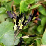 Black Coral Pea Pplblacpe - Garden Express Australia