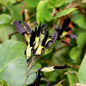 Black Coral Pea Black Coral Pea
