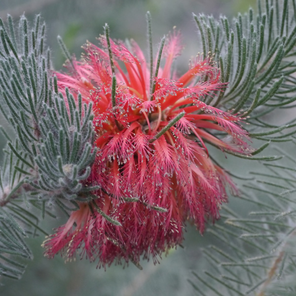 Calothamnus Dusty Grey Calothamnus Dusty Grey