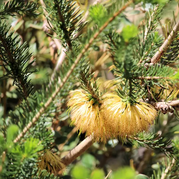 Calothamnus Dwarf Yellow Calothamnus Dwarf Yellow