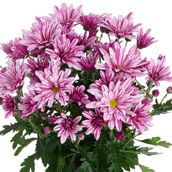 Chrysanthemum Artistic Rosy