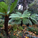 Cyathea Rough Tree Fern P20cyartf - Garden Express Australia