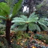 Cyathea Rough Tree Fern P20cyartf - Garden Express Australia