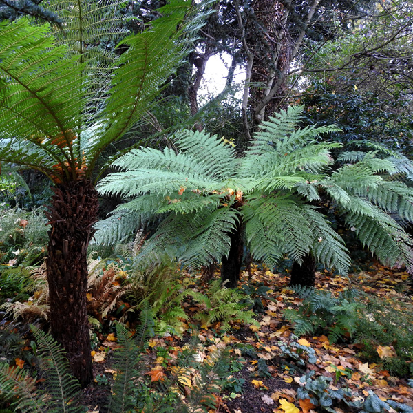 Cyathea Rough Tree Fern