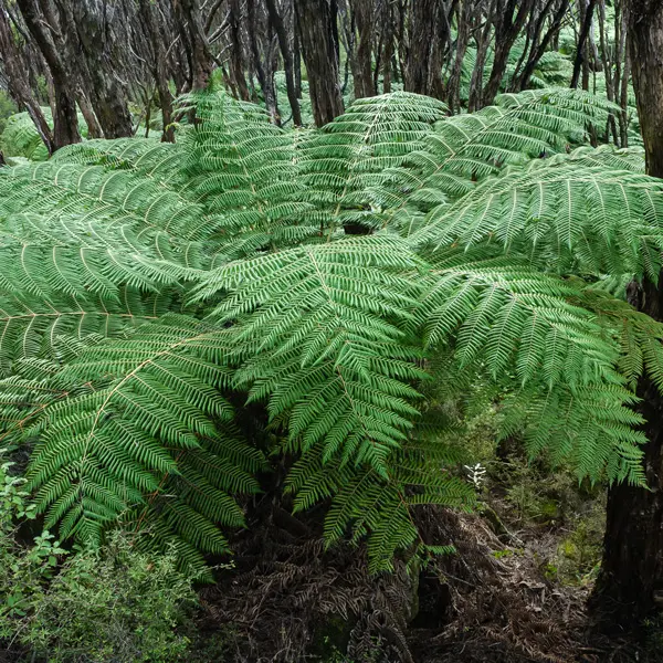 Cyathea Scaly Tree Fern Cyathea Scaly Tree Fern