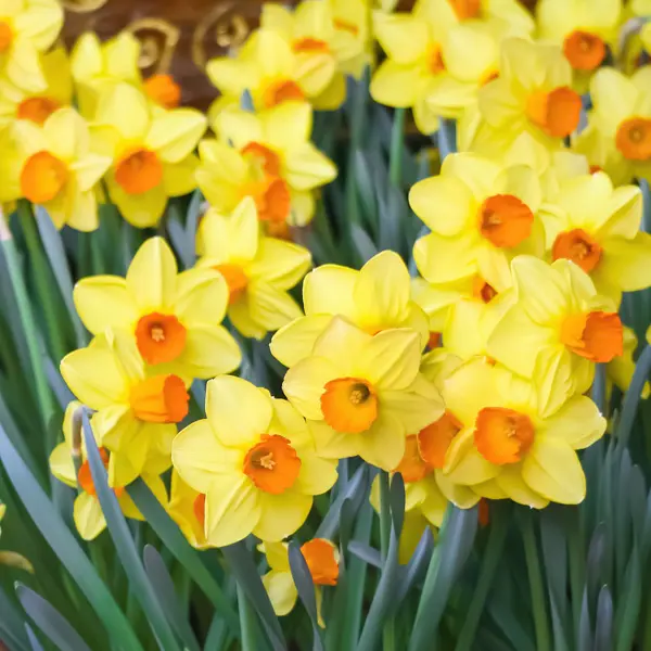 Planting Stock Daffodil Red Cup Planting Stock Daffodil Red Cup