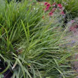 Dianella Lakeview Green P68dialgr - Garden Express Australia