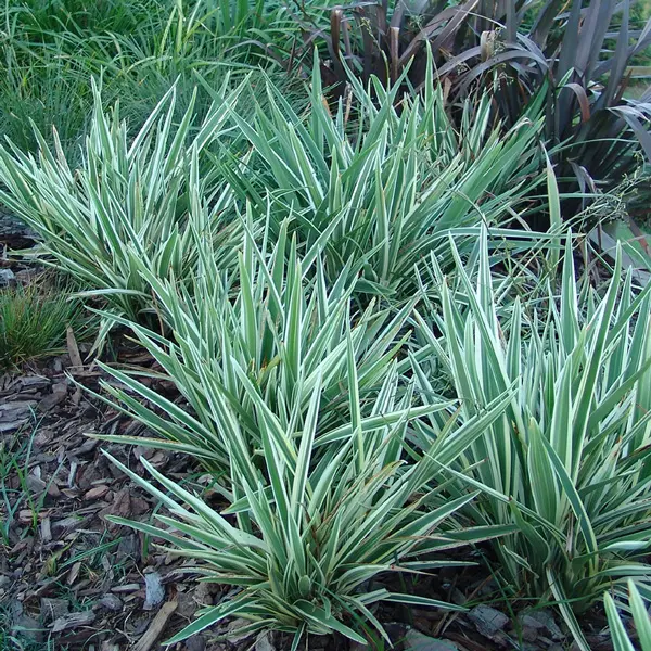 Dianella Silver Streak Dianella Silver Streak