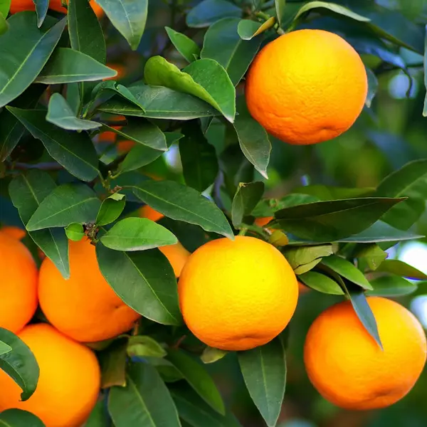 Dwarf Mediterranean Sweet Orange Dwarf Mediterranean Sweet Orange