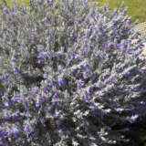 Eremophila Nivea Silver Emu Bush P14ereniv - Garden Express Australia