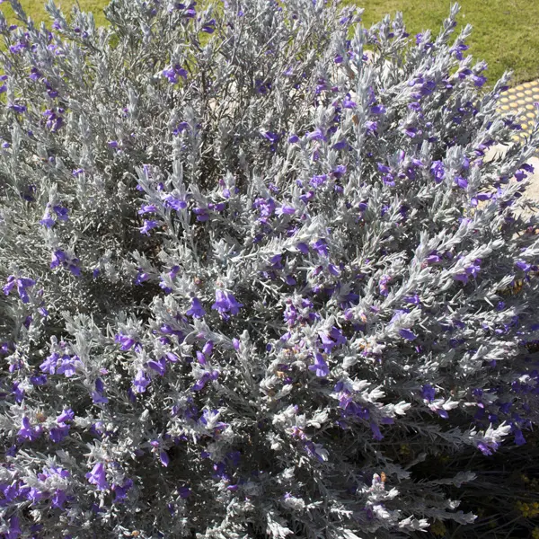 Eremophila Nivea- Silver Emu Bush Eremophila Nivea- Silver Emu Bush