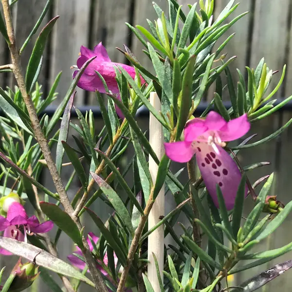 Eremophila Wildberry Eremophila Wildberry