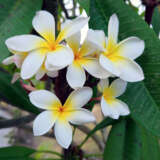Frangipani Paddle Pop