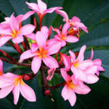 Frangipani Perth Pink Frangipani Perth Pink