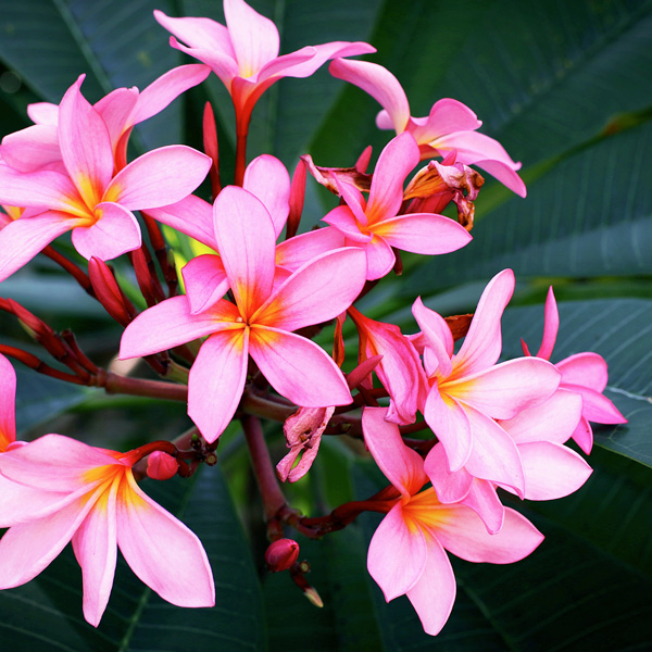Frangipani Perth Pink Frangipani Perth Pink