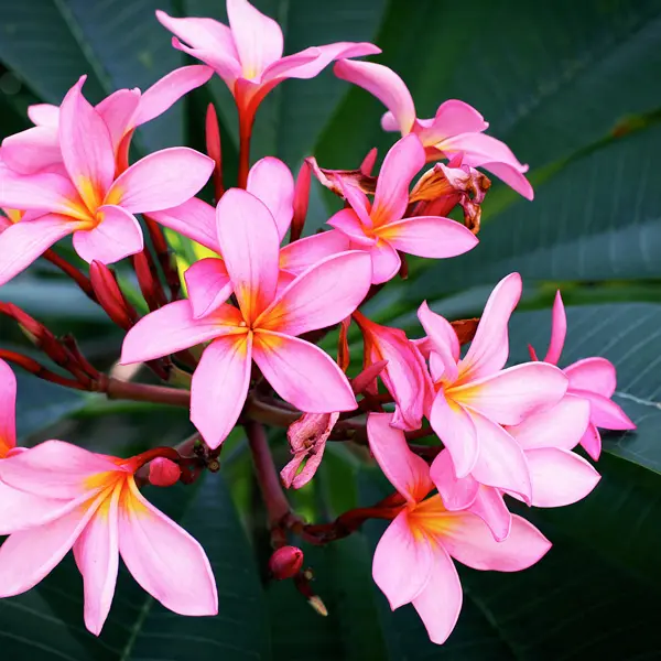 Frangipani Perth Pink Frangipani Perth Pink