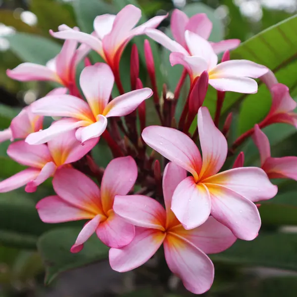 Frangipani Pink 140mm Frangipani Pink 140mm