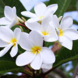 Frangipani Snow Queen Frangipani Snow Queen