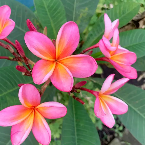 Frangipani Wa Sunset Frangipani Wa Sunset