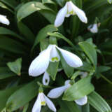 Galanthus Woronowii Galanthus Woronowii