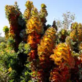Hakea Victoria Royal Hakea P14hakvrh - Garden Express Australia