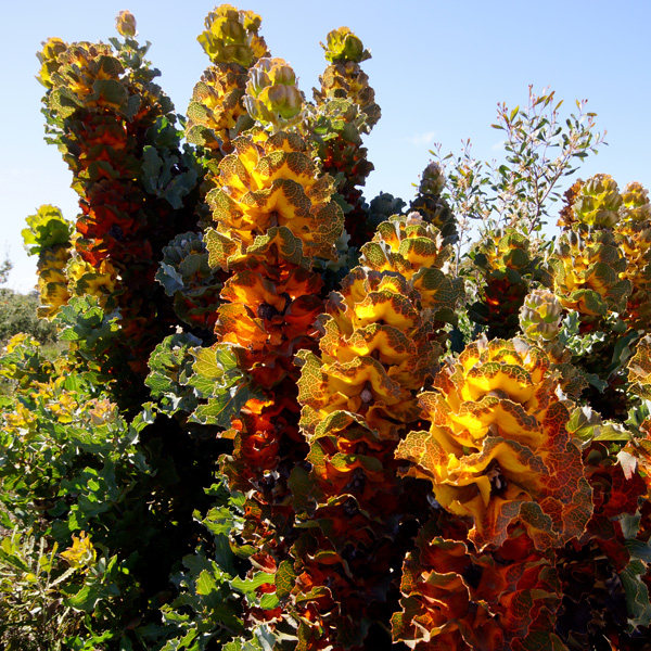 Hakea Victoria- Royal Hakea Hakea Victoria- Royal Hakea