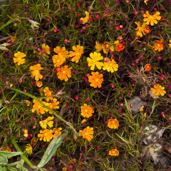 Hibbertia Orange Crush Hibbertia Orange Crush