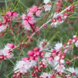 Hypocalymma Sweet As P14hypsas - Garden Express Australia